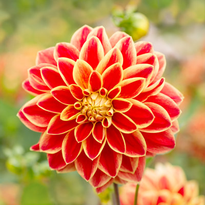 Dahlia Red Flower by Ottochka - Wrapped Canvas Print