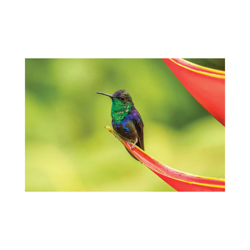 Costa Rica, Sarapique River Valley. Purple-Crowned Woodnymph on Heliconia Plant. 1 Piece Wrapped Canvas Wall Art