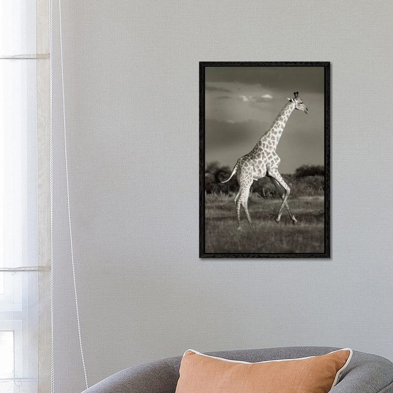 B&W Solitary Giraffe by Klaus Tiedge - Print on Canvas, Black Framed, 66.04 cm H x 45.72 cm W
