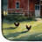 Chicken Coop at Dawn Dish Drying Mat