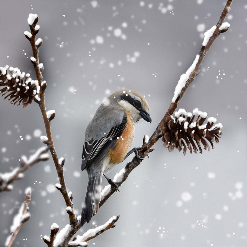 «Snow Bird» par Marcus Prime - photographie sur toile sans cadre