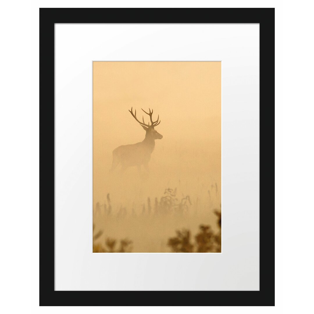 Gerahmtes Poster Hirsch im Nebel