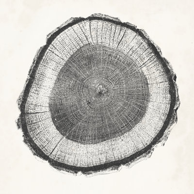 Anneau d'arbre II