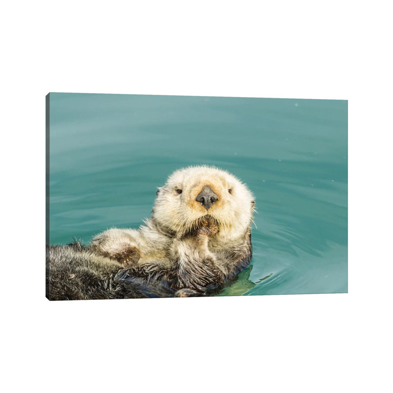USA, California, San Luis Obispo. Sea Otter Waving. by Jaynes Gallery - Wrapped Canvas Print