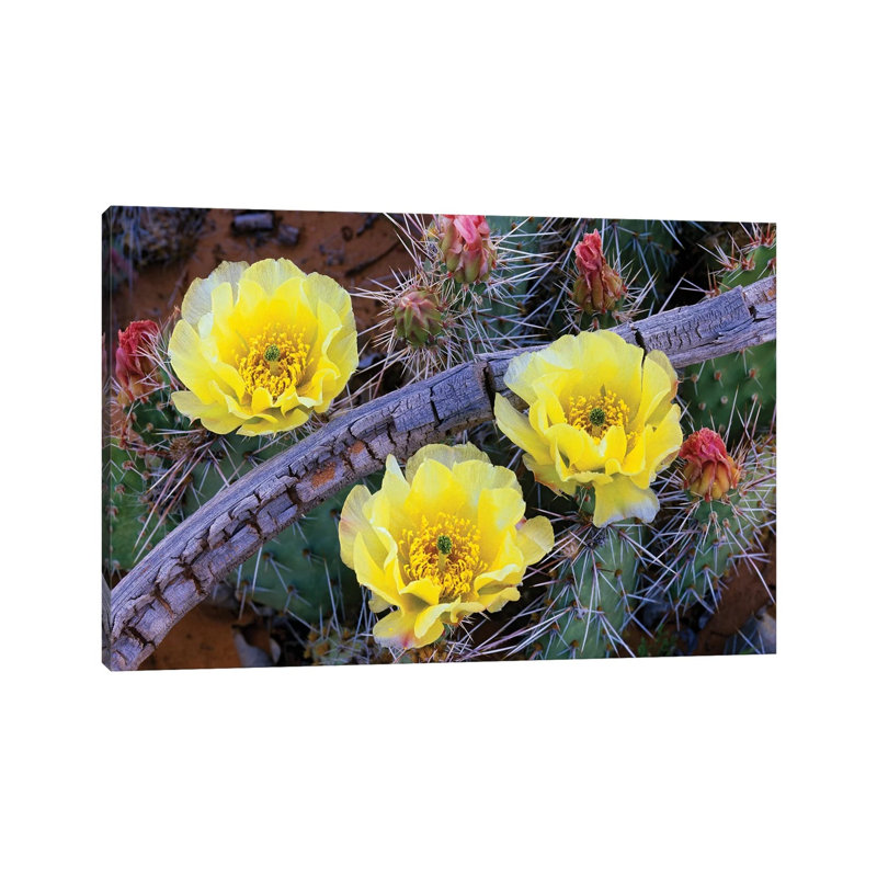 Opuntia Cactus Blooming, North America 1 Piece Wrapped Canvas Wall Art, 30.48 cm H x 45.72 cm W