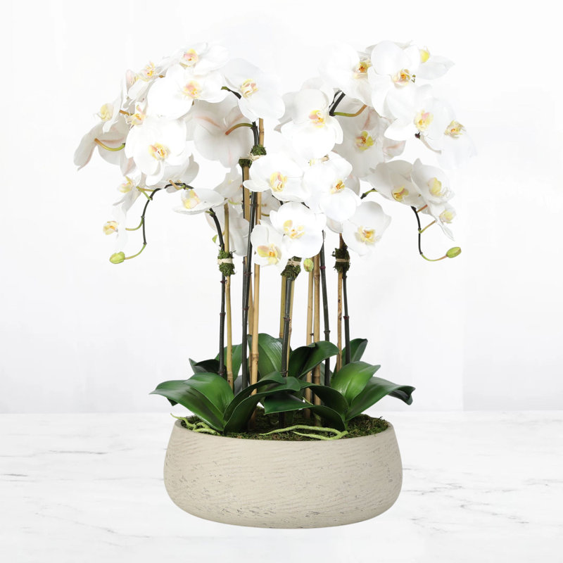 Orchidée blanche, 28 x 22, Beige