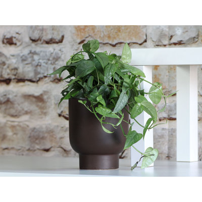 Monstera Cache Pot By 