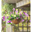 Petunia Mixed in Basket