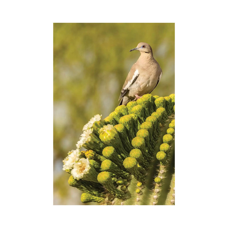 USA, Arizona, Sonoran Desert. White-winged Dove On Saguaro Cactus. by Jaynes Gallery - Wrapped Canvas Gallery-Wrapped Canvas Giclée
