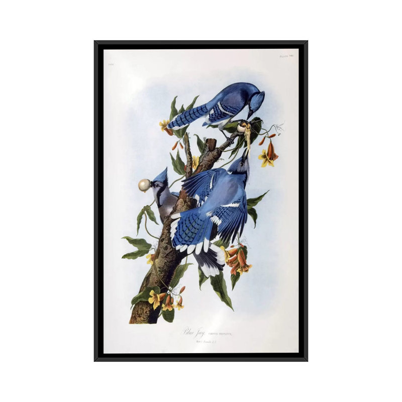«Blue Jay» par John James Audubon, reproduction d'art sur toile, H 26 po x l 18 po x P 1,5 po, Toile avec cadre noir