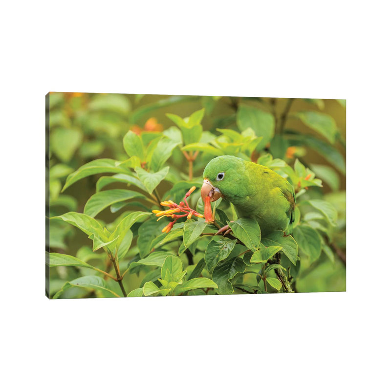 Costa Rica, La Paz River Valley. Captive Orange-Chinned Parakeet Feeding On Flowers. by Jaynes Gallery - Wrapped Canvas Print