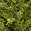 The Holiday Aisle® Cedar Tree-15047224