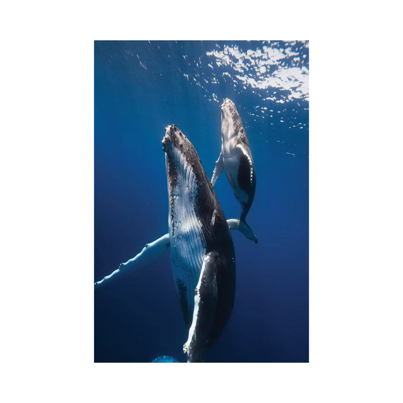 «Back to the Surface» par Barathieu Gabriel - reproduction de photo, H 26 po x l 18 po x 1,5 po, Toile tendue, Aucun mat