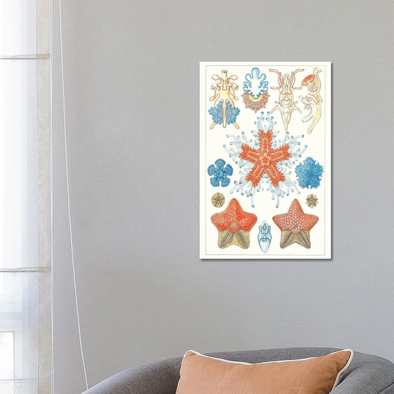 Sealife Species I by Vision Studio - Wrapped Canvas Print, 66.04 cm H x 45.72 cm W x 3.175 cm D