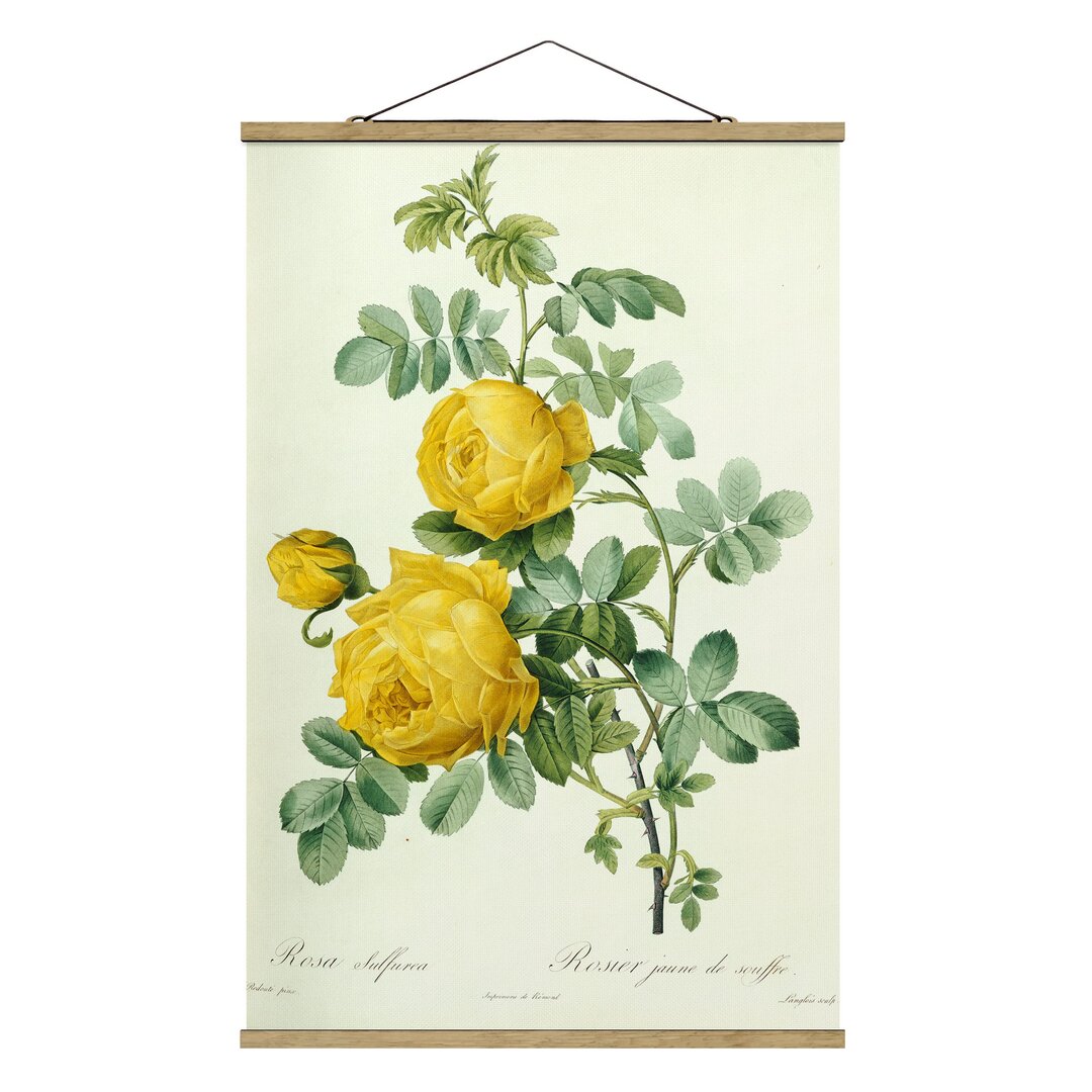 Poster Rosa Sulfurea von Pierre Joseph Redoute