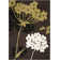 Rosario Porcello Performance Floral Rug