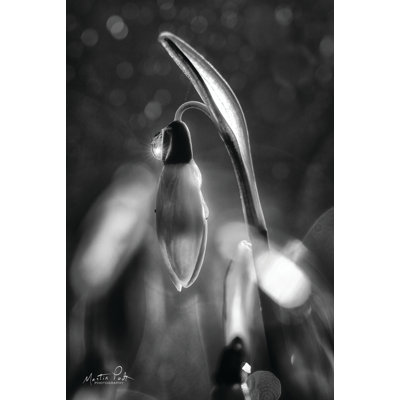 «Snowdrops» en noir et blanc par Martin Podt - reproduction