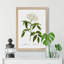 Elderflower Tree by Pierre-Joseph Redoute - Framed Print-48221359-48221360