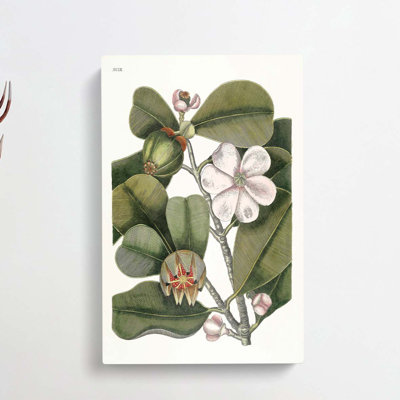 Balsam Tree Flowers by Mark Catesby - Wrapped Canvas Painting