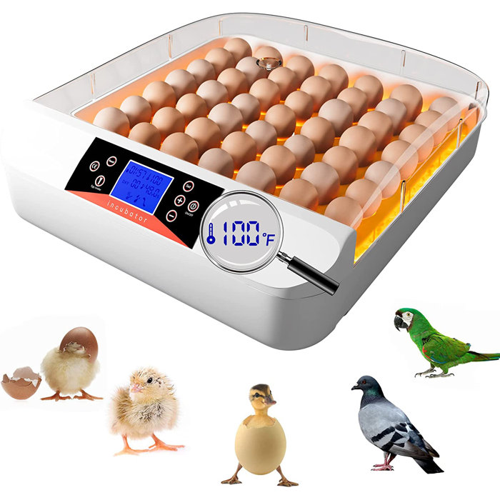 Dangvivi Chicken Egg Incubator For Up To 50+ Eggs | Wayfair