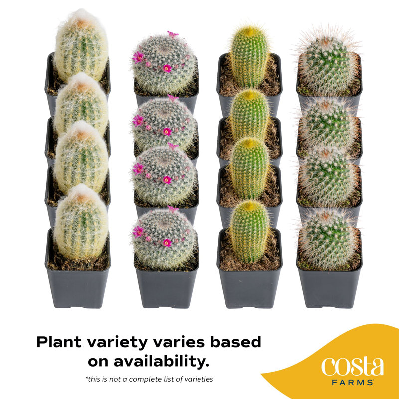 9 Live Cactus Plant in Pot Set