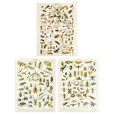 Insects Bugs And Beetles Retro Vintage Millot 3-Piece Set Unframed Wall Art Prints Study Office Aesthetic Illustrations