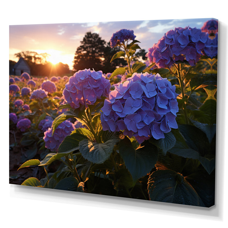 Purple Hydrangea Field With Sunset, Toile tendue, H 34 po x l 44 po x P 1,5 po