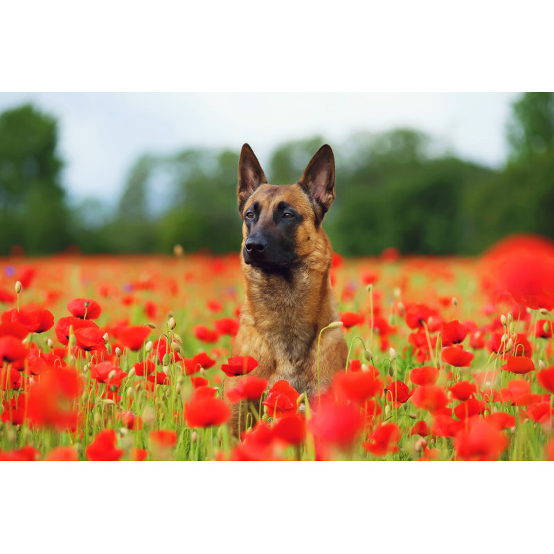 Belgian Shepherd Dog - Wrapped Canvas Print, 61cm H x 91cm W x 3.8cm D