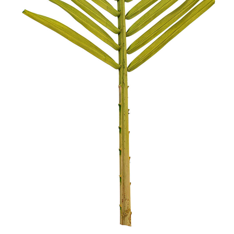 Palm Plant, Basil