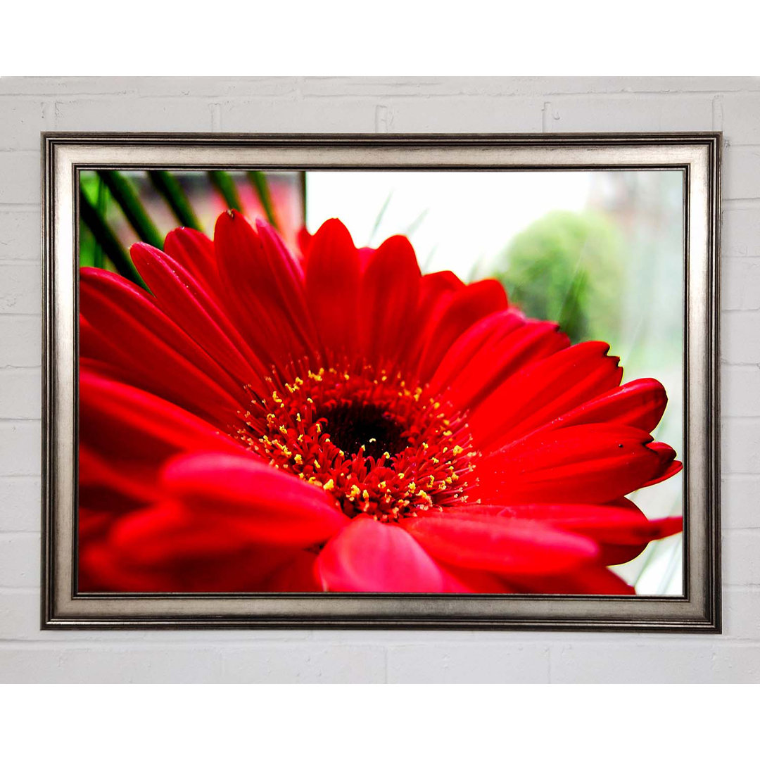 Cerise Gerbera Beauty - Einzelner Bilderrahmen Kunstdrucke