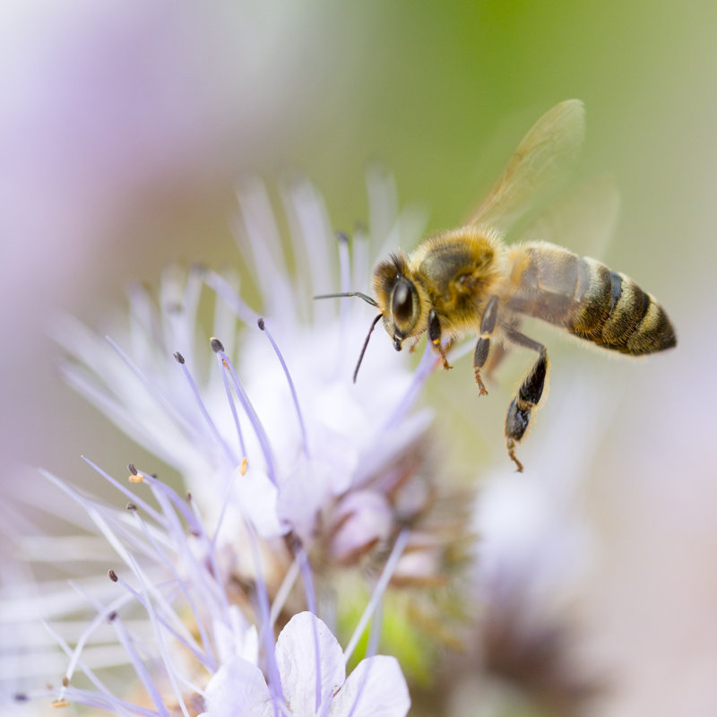 Honeybee And Flower by Proxyminder - No Frame Print on Canvas, 51cm H x 51cm W