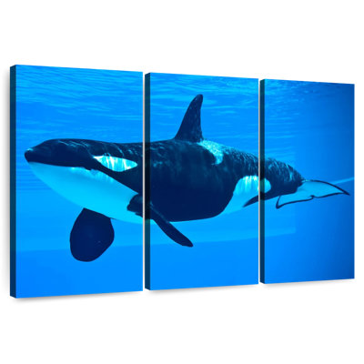Brampt Friendly Killer Whale