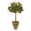Holly Topiary in Terracotta Planter