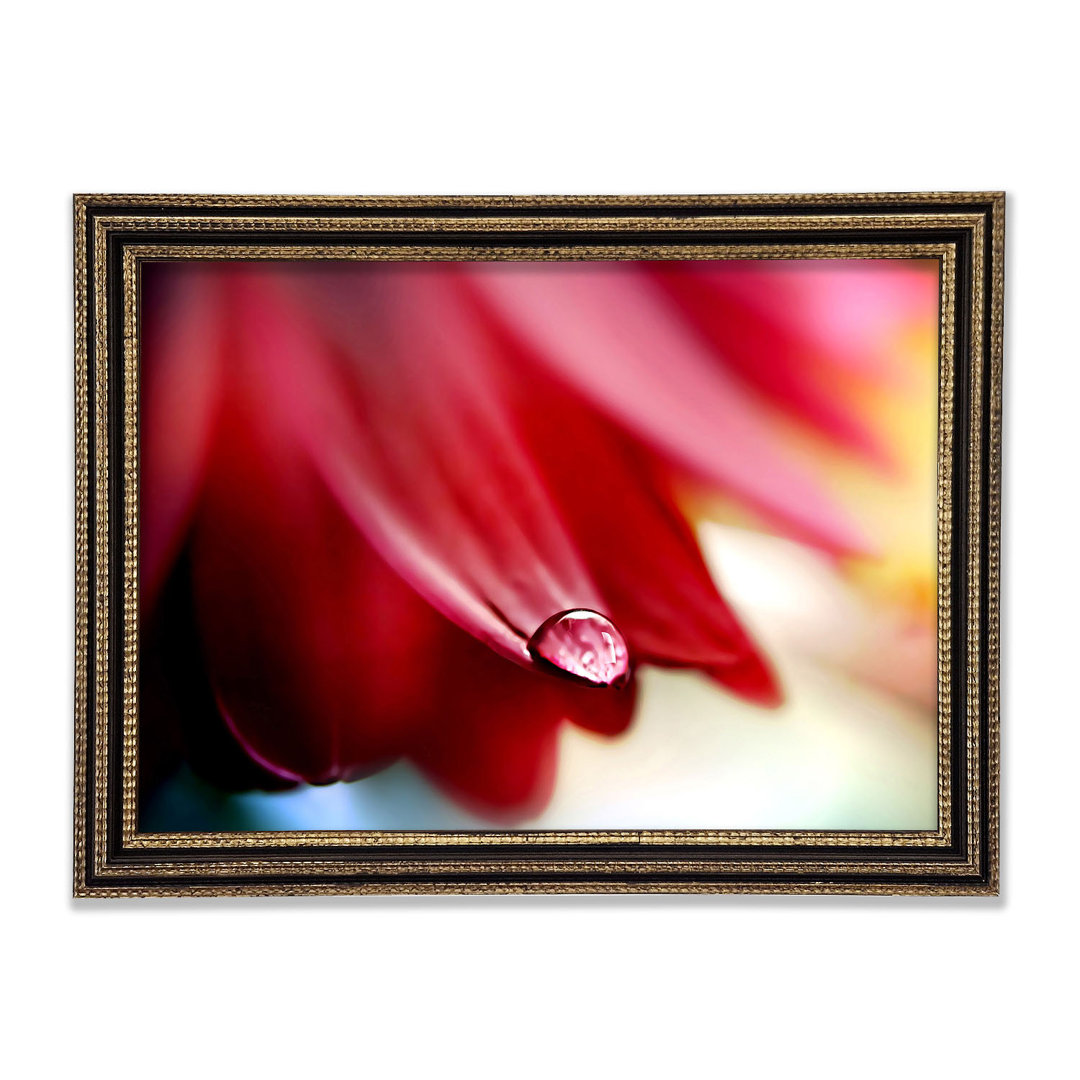 Drop On Flower Petal Gerahmter Druck