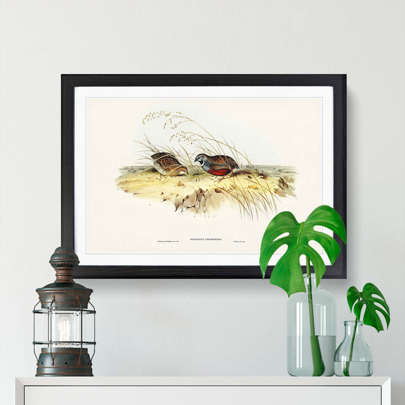 Chinese Quail by Elizabeth Gould - Picture Frame Painting Print, 27cm H x 36cm W x 2cm D, Black Framed