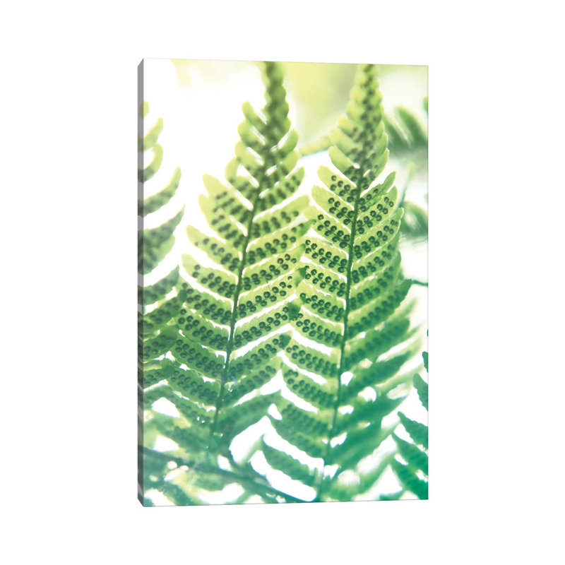 Fern Glow IV 1 Piece Wrapped Canvas Wall Art, 30.48 cm H x 45.72 cm W