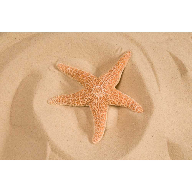 Peachy Starfish In Sand - Wrapped Canvas Print, 30cm H x 46cm W x 3.8cm D
