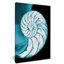 " Chambered Nautilus Shell "