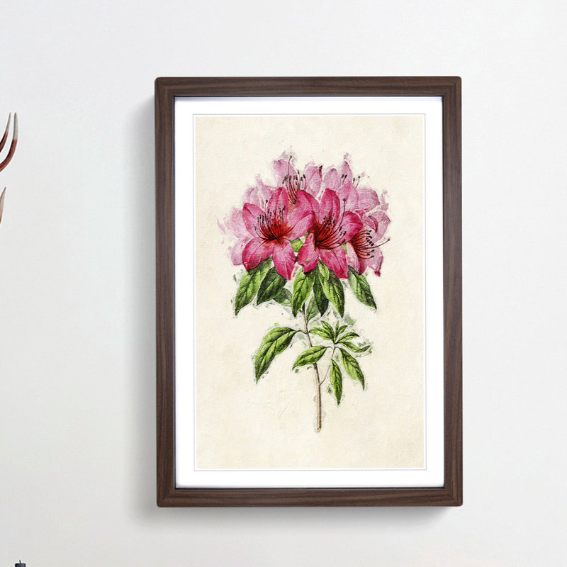 Illustration of a Bunch of Pink Azaleas - Picture Frame Painting Print, Walnut Framed, 36cm H x 27cm W x 2cm D