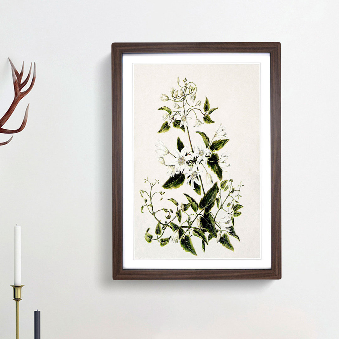 Clematis Flowers by Sarah Featon - Picture Frame Painting Print
