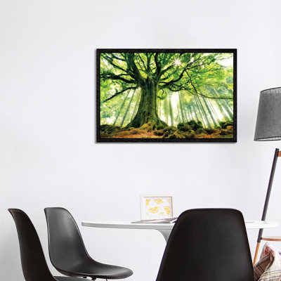 Ponthus' Beech by Christophe Kiciak - No Frame Print on Plastic / Acrylic