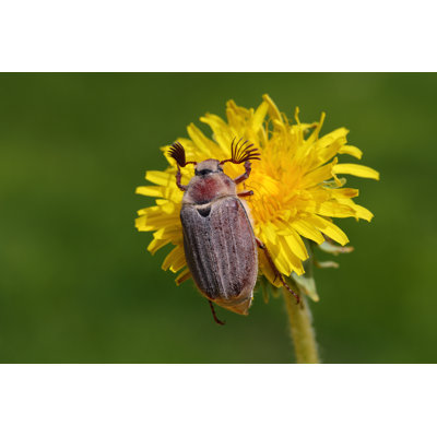 May Bug by Viktor_Kitaykin