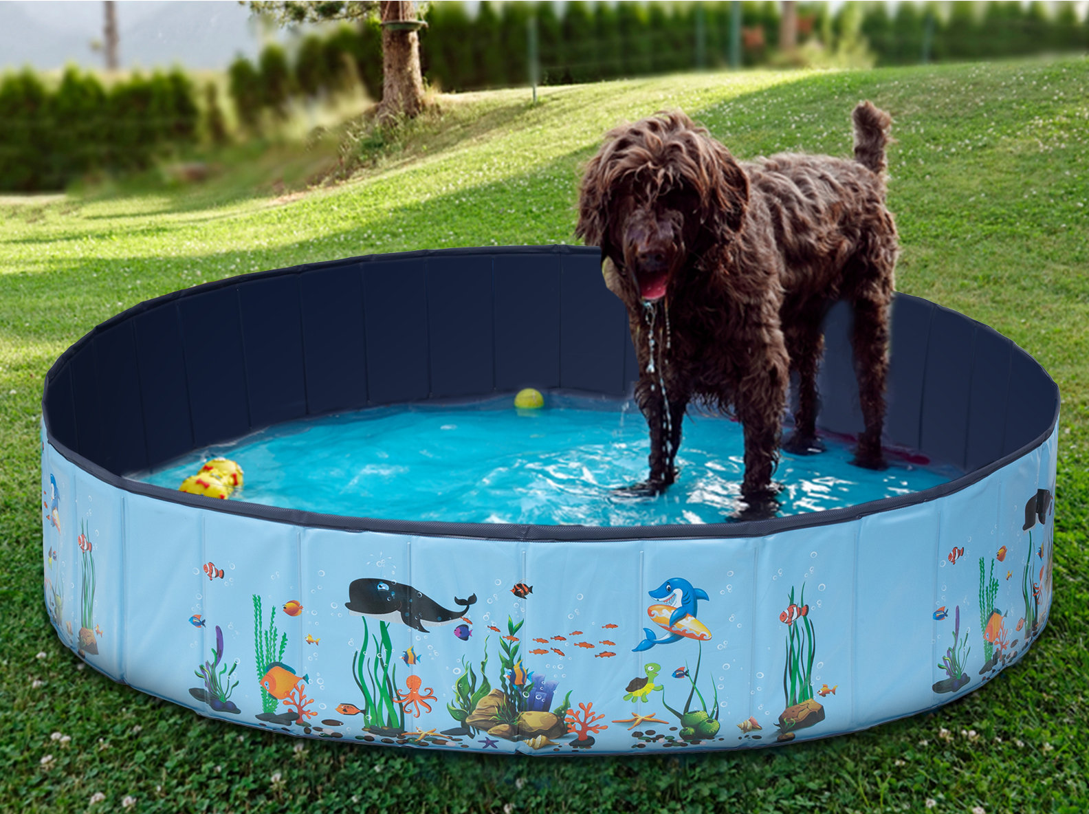 wisewater-1-x-5-25-plastic-pet-pool-wayfair