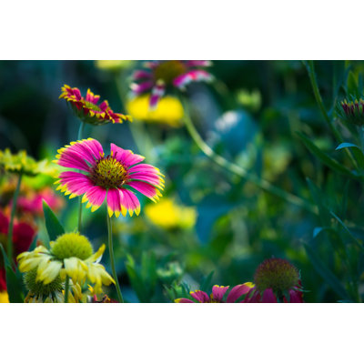 Aster Flower by Robbie Ross - Wrapped Canvas Print