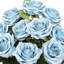 Grand rosier Jaafer Deluxe-905040763