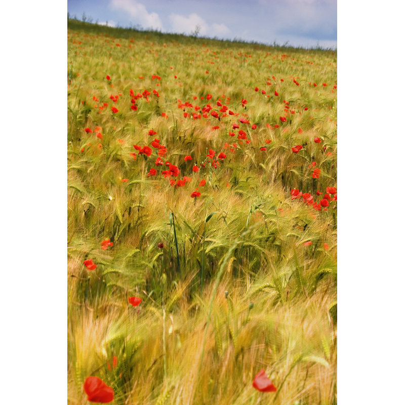 Poppies In Field I by Colby Chester - Wrapped Canvas Art Prints, 122cm H x 81cm W x 3.8cm D