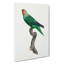 Parrot by F. Levaillant - Wrapped Canvas-55323096