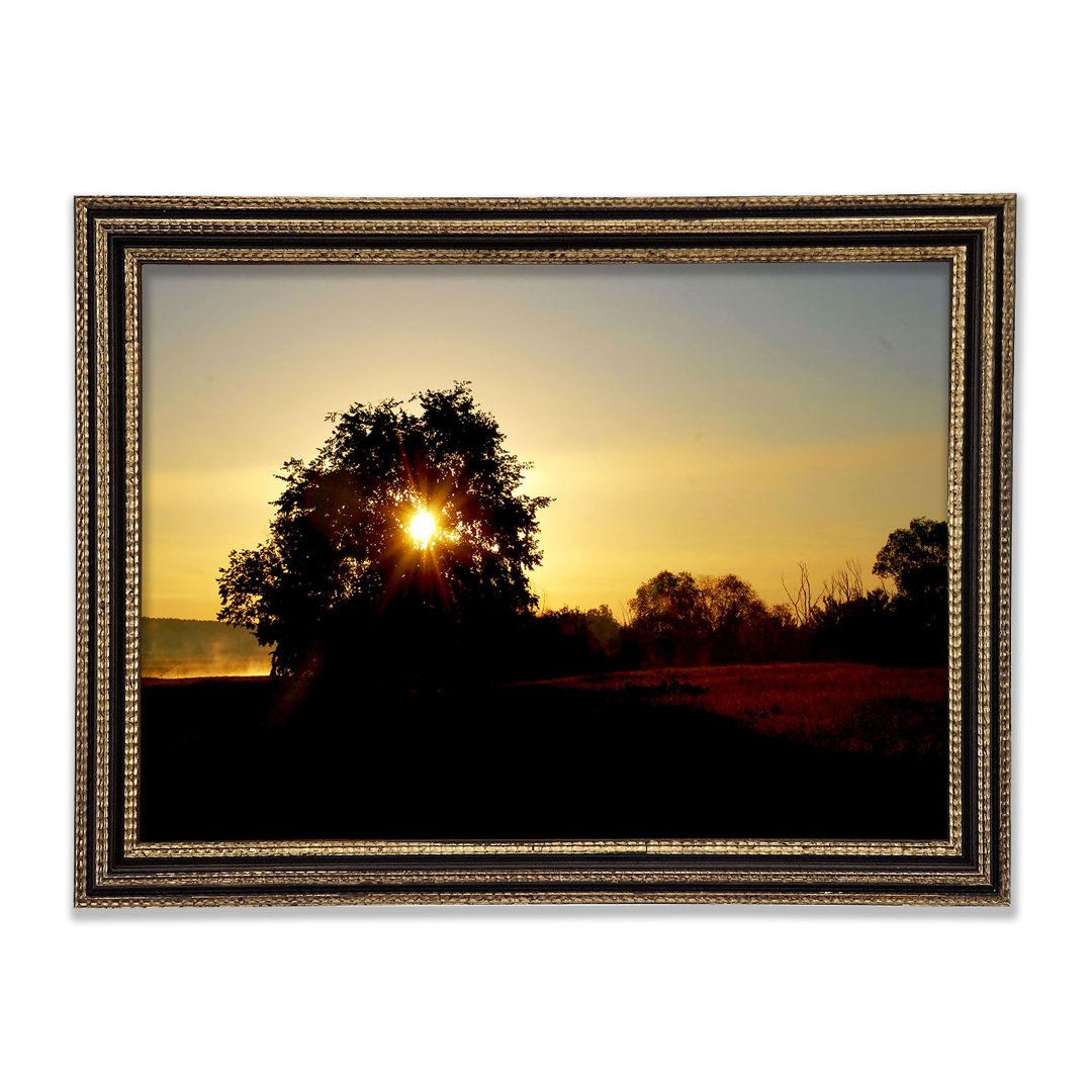 Sonne durchdringt den Baum Gerahmter Druck