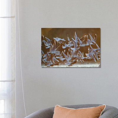 Gulls at Sunrise I 1 Piece Wrapped Canvas Wall Art