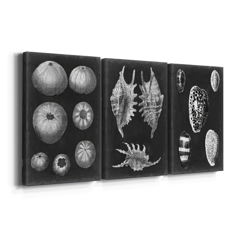 Albâtre coquillages IV - Toile tendue sur mesure - 3 pièces, H 12 po x l 24 po